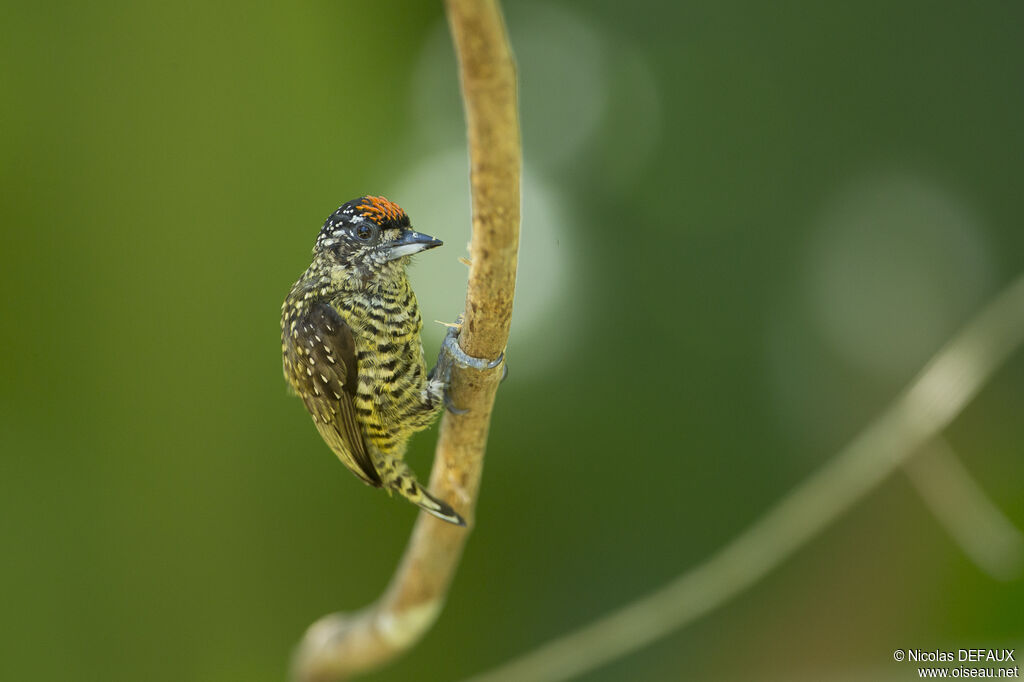 Golden-spangled Piculetadult