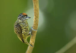 Golden-spangled Piculet