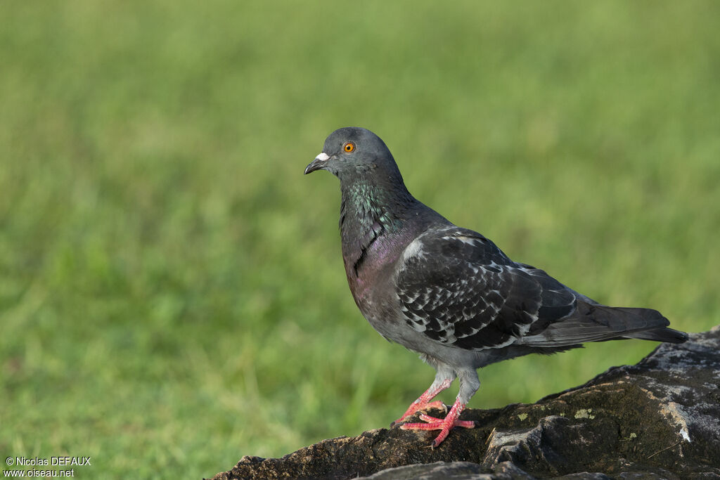 Rock Dove, close-up portrait