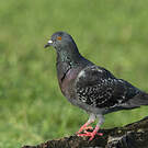 Pigeon biset