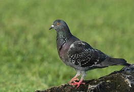 Rock Dove