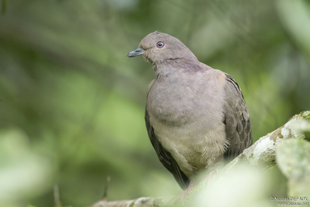 Plumbeous Pigeonadult, close-up portrait