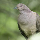 Pigeon plombé
