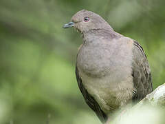 Plumbeous Pigeon