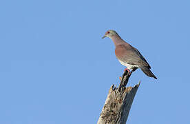 Pale-vented Pigeon