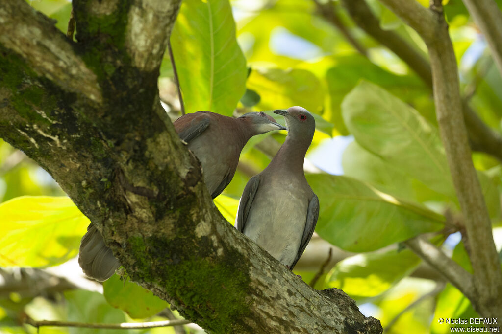 Pale-vented Pigeonadult