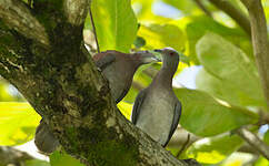 Pigeon rousset