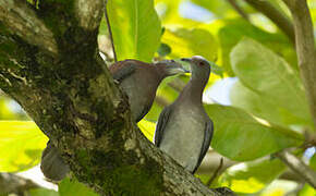 Pale-vented Pigeon