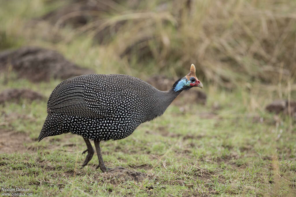 Helmeted Guineafowladult, identification