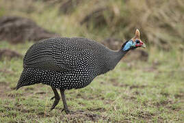 Helmeted Guineafowl