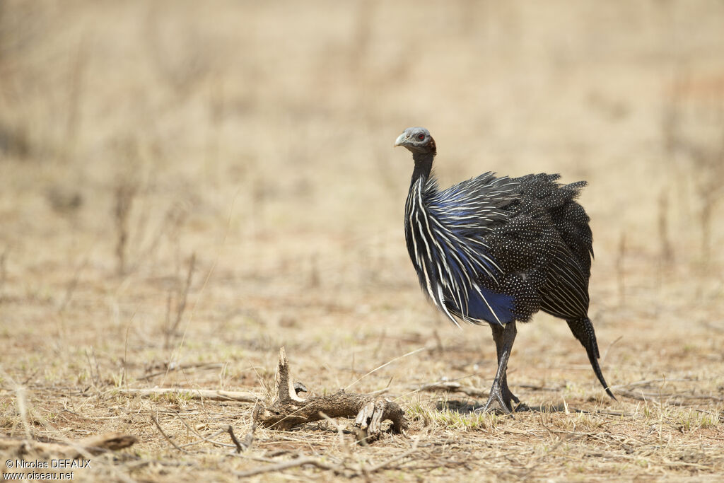 Vulturine Guineafowladult, close-up portrait, walking