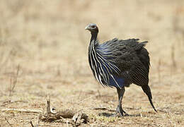 Vulturine Guineafowl