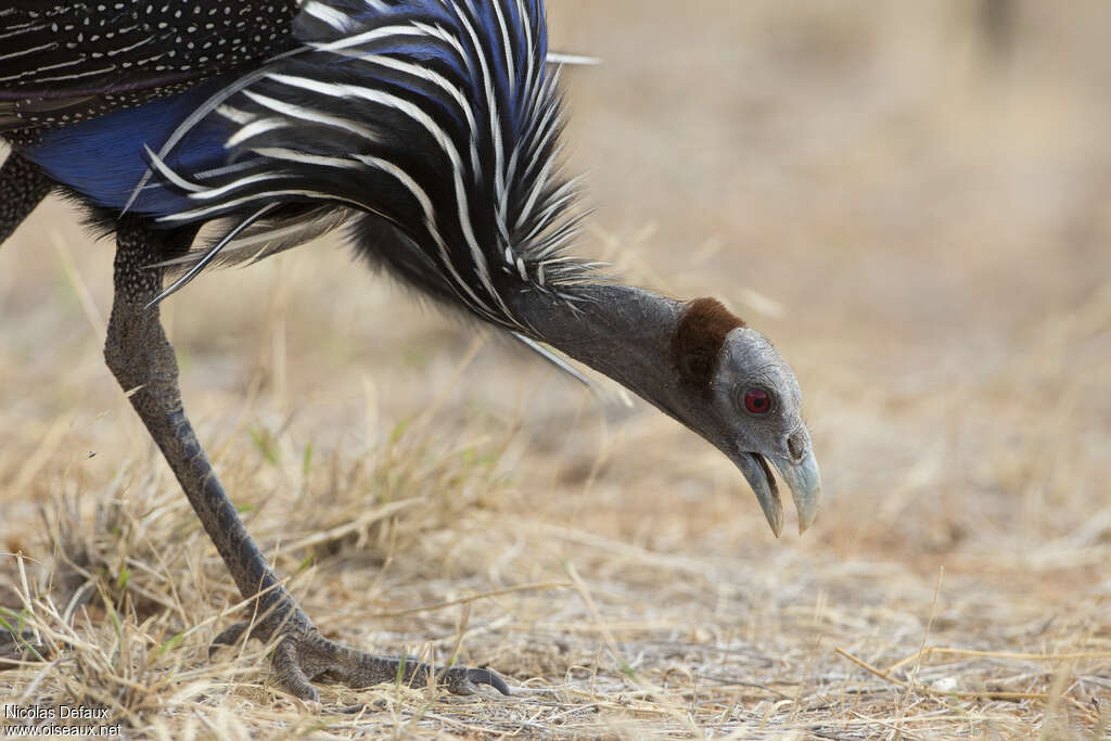 Vulturine Guineafowladult, close-up portrait, walking, fishing/hunting, eats