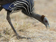 Vulturine Guineafowl