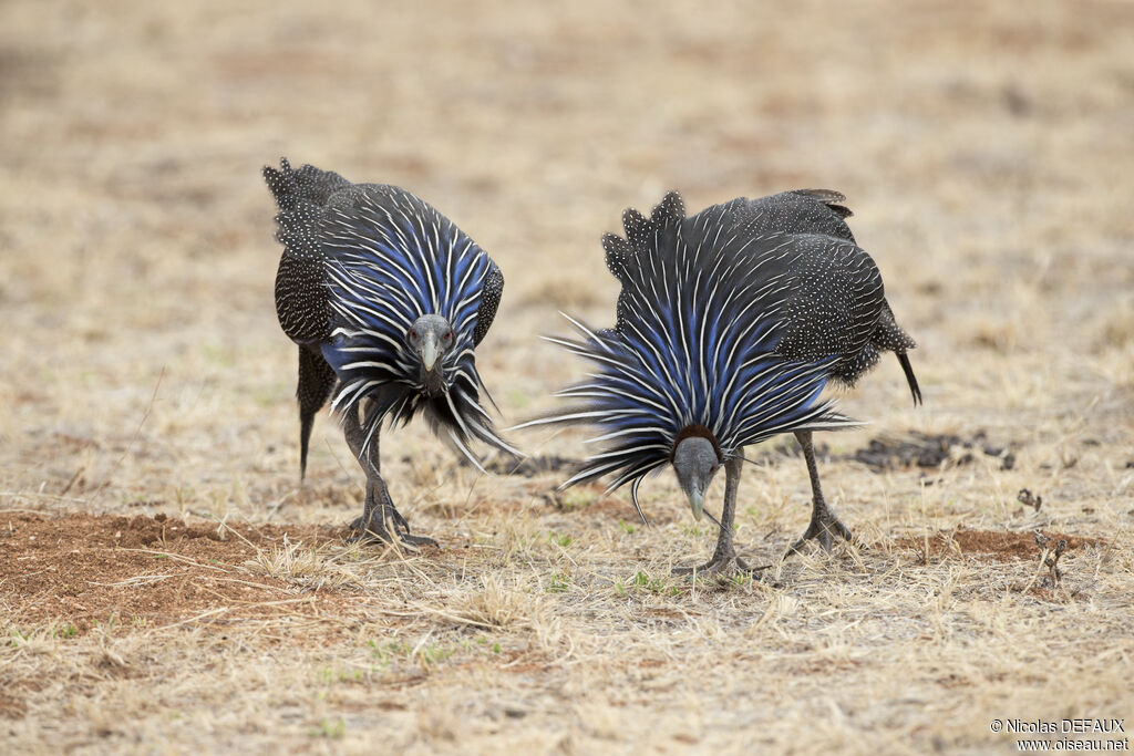 Vulturine Guineafowladult, close-up portrait, walking, eats