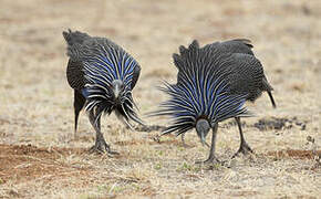 Vulturine Guineafowl