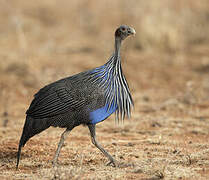 Vulturine Guineafowl