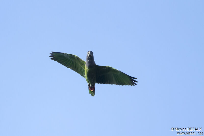 Blue-headed Parrot, Flight