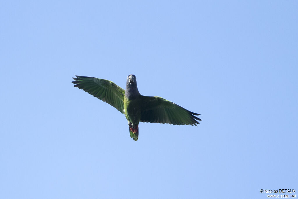 Pione à tête bleue, Vol