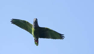 Blue-headed Parrot