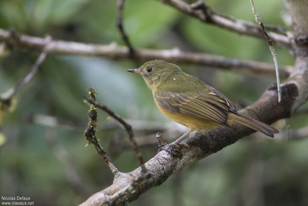 Ochre-bellied Flycatcheradult, identification