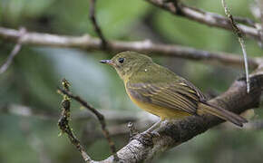 Ochre-bellied Flycatcher