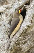 Yellow-billed Oxpecker