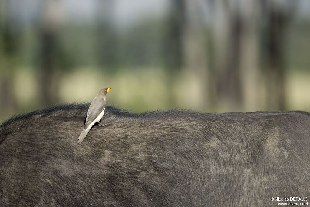 Yellow-billed Oxpecker, close-up portrait, eats