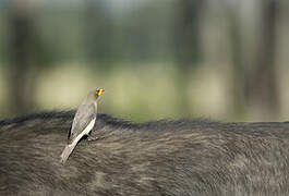 Yellow-billed Oxpecker