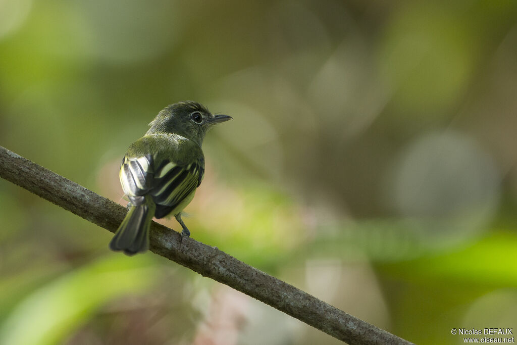 Yellow-olive Flatbill