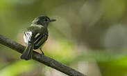 Platyrhynque jaune-olive