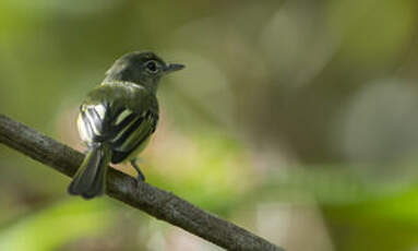 Platyrhynque jaune-olive