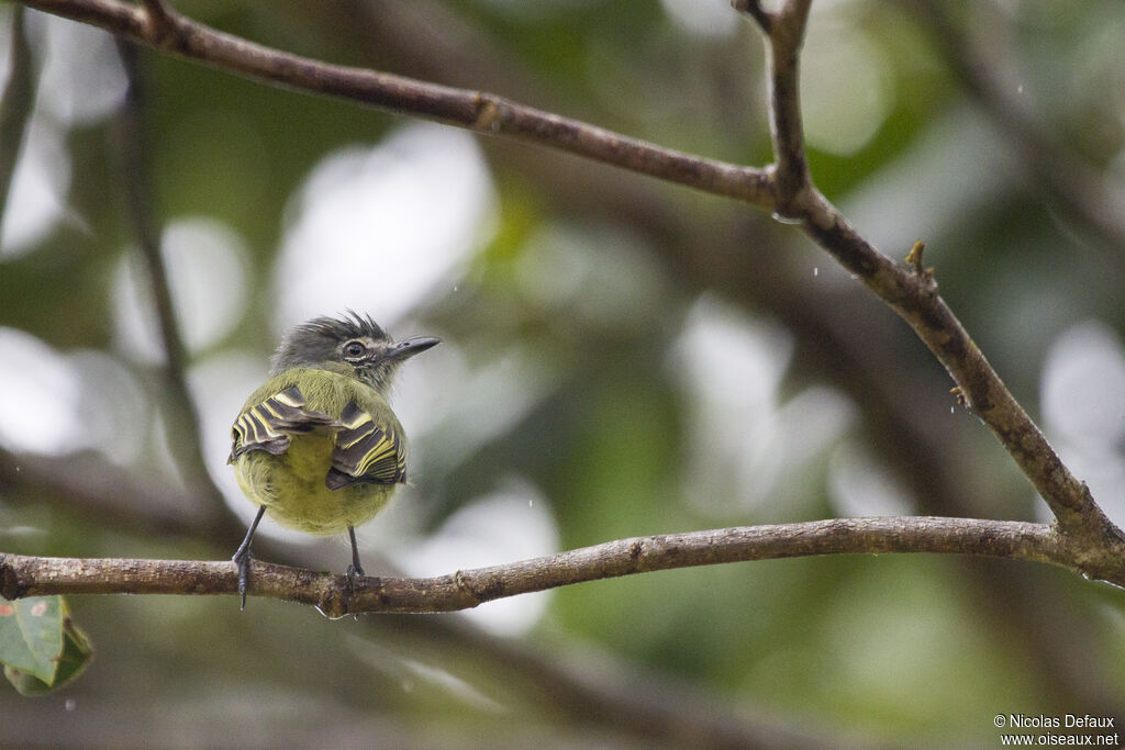 Platyrhynque poliocéphale