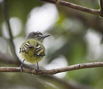 Grey-crowned Flatbill