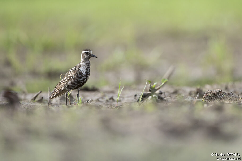 American Golden Plover