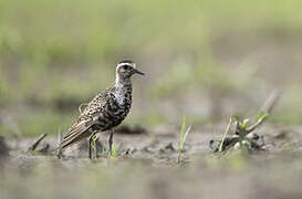 American Golden Plover