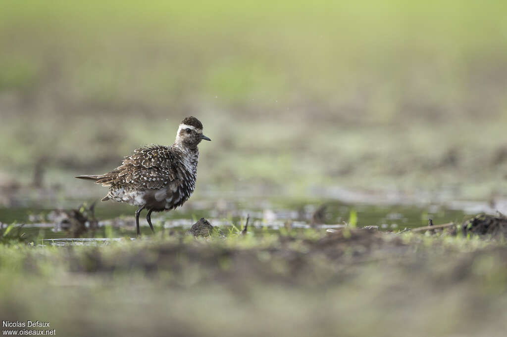 American Golden Ploveradult transition, identification