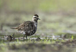 American Golden Plover