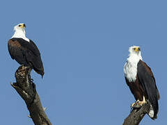 African Fish Eagle