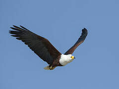 African Fish Eagle