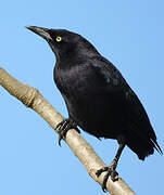 Carib Grackle