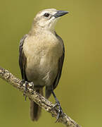 Carib Grackle