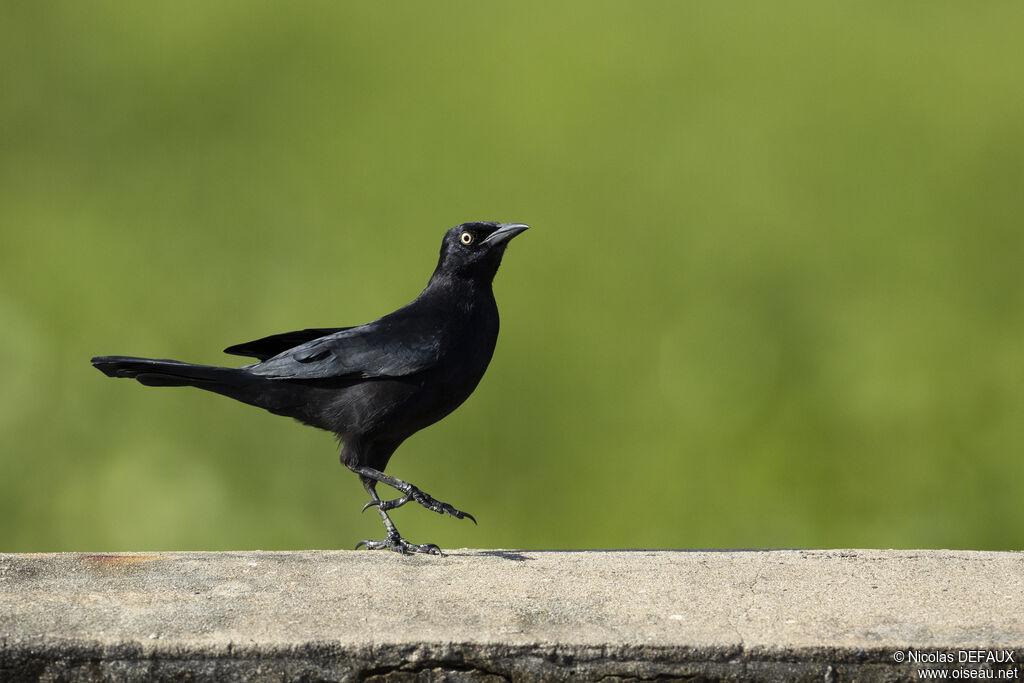 Carib Grackleadult