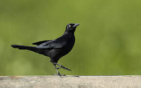 Carib Grackle