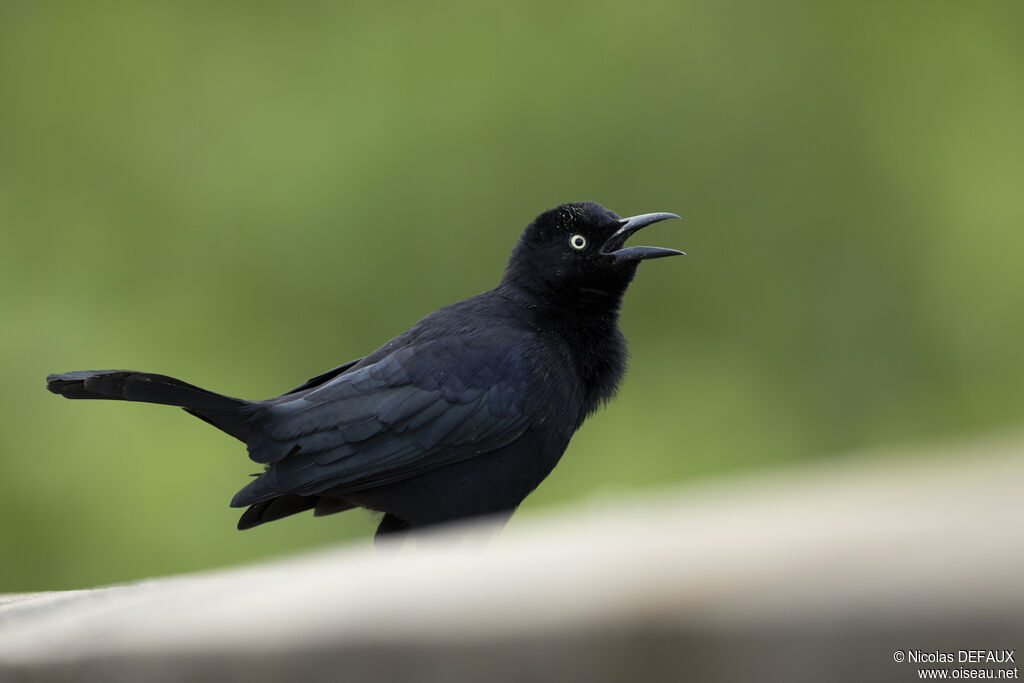 Carib Grackle male adult