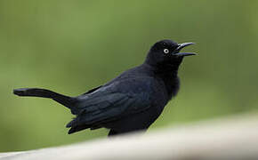 Carib Grackle