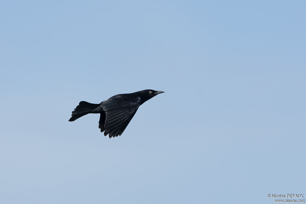 Carib Grackle, Flight