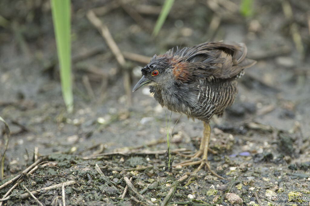 Grey-breasted Crake