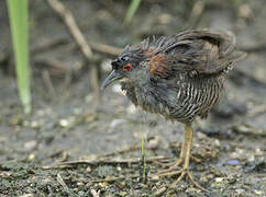 Grey-breasted Crake