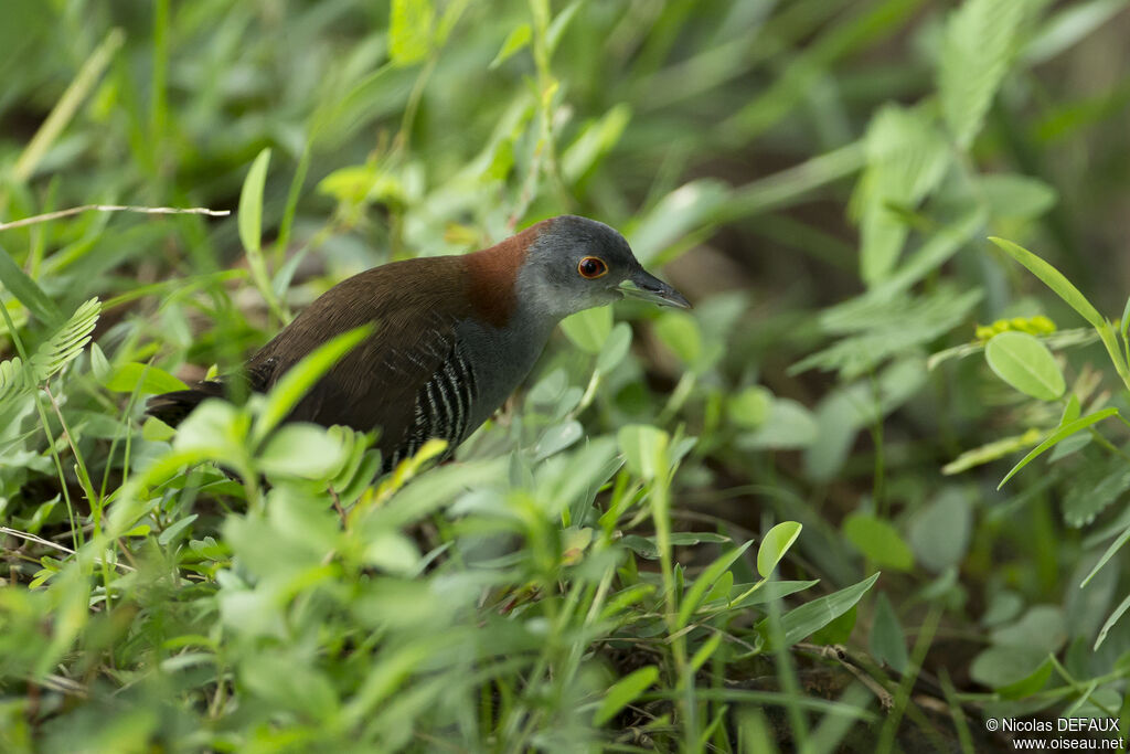 Grey-breasted Crake, walking, eats